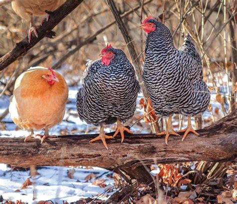 heat and cold tolerant chicken breeds